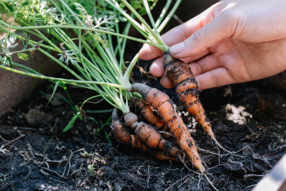 Woman asean holding up fresh organic baby carrots