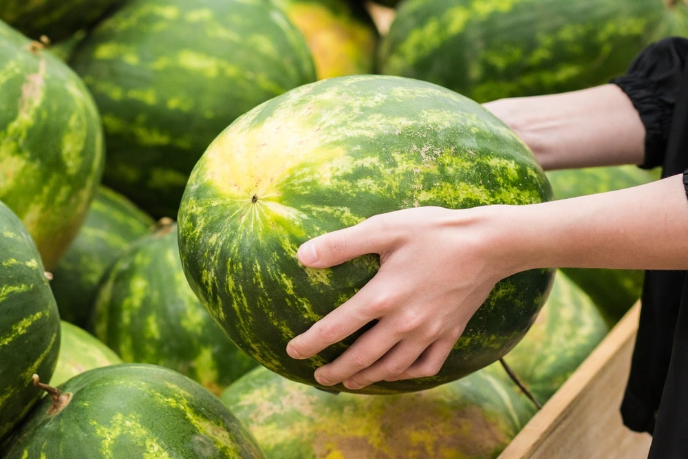 Big watermelon in hands