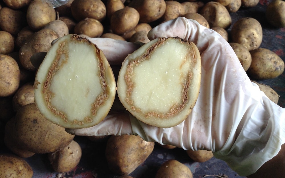 Brown rot of potato