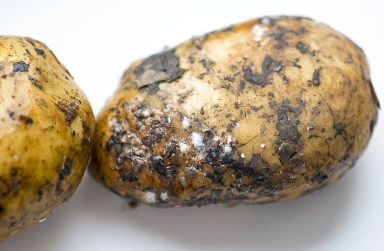Mold On Potatoes? (3 Things To Know) Miss Vickie