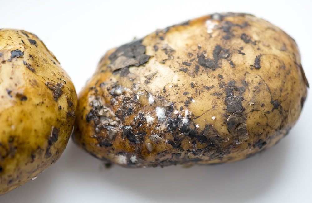 Mold On Potatoes