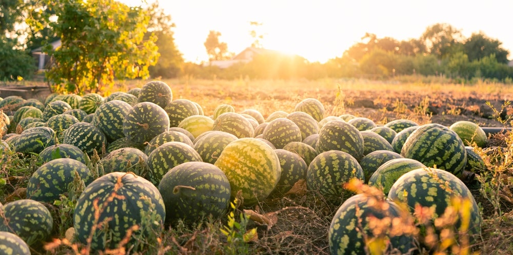 watermelons on the field at sunset